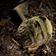 Illustration for article titled Found: A Legendary Lost Civilization Buried In the Honduran Rainforest